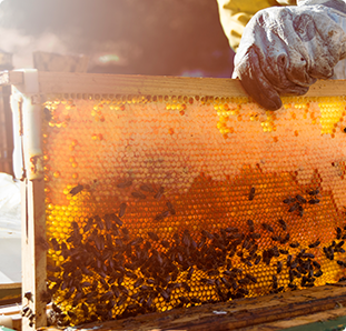 What Happens To Honeybees In The Winter?