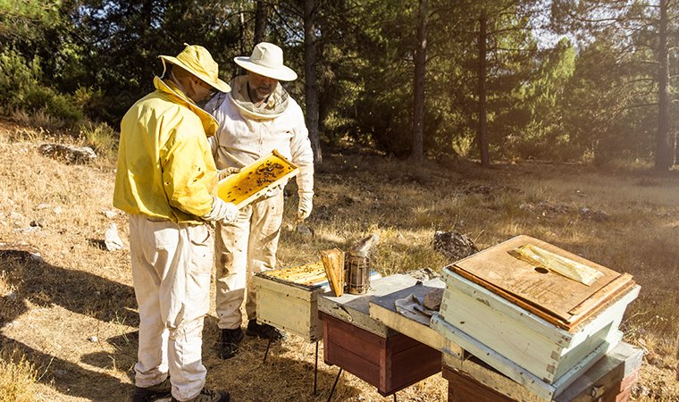 Beekeepers Have A Responsibility To Advocate For Native Pollinators