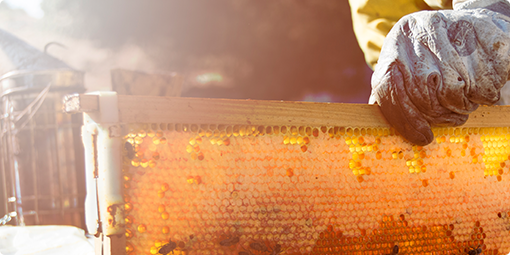 President Appointed First Handler Board Member To National Honey Board